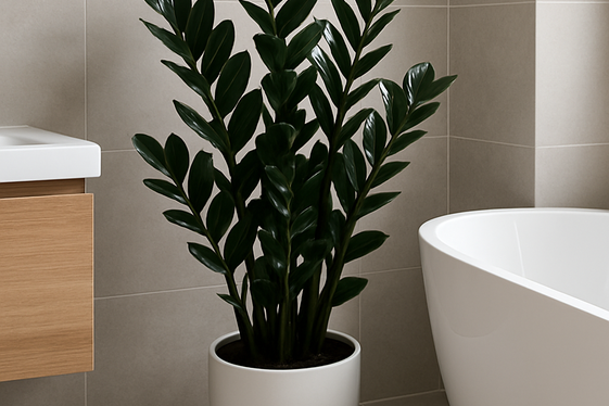 ZZ Plant – Tough and Shine-Ready illustration