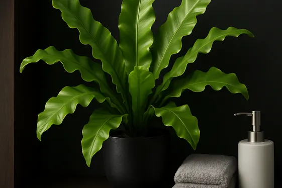 Bird’s Nest Fern – Bold and Unique Texture illustration